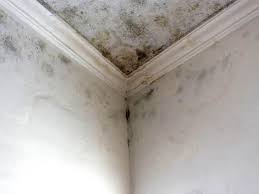 Best Commercial Mold Inspection  in Palmetto Bay, FL